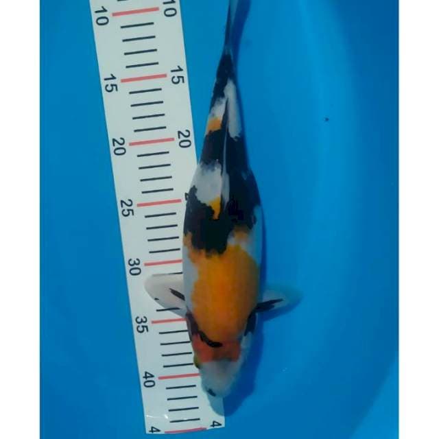 showa female berpunuk 33 cm