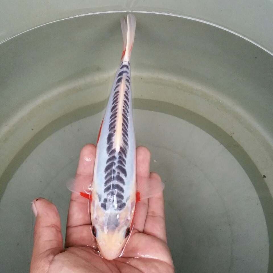 Shusui prospek