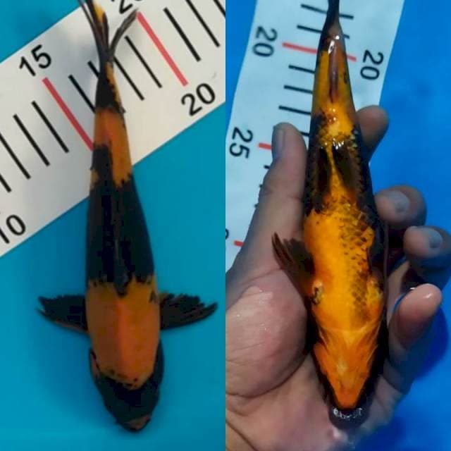 utsuri tembus 19 cm