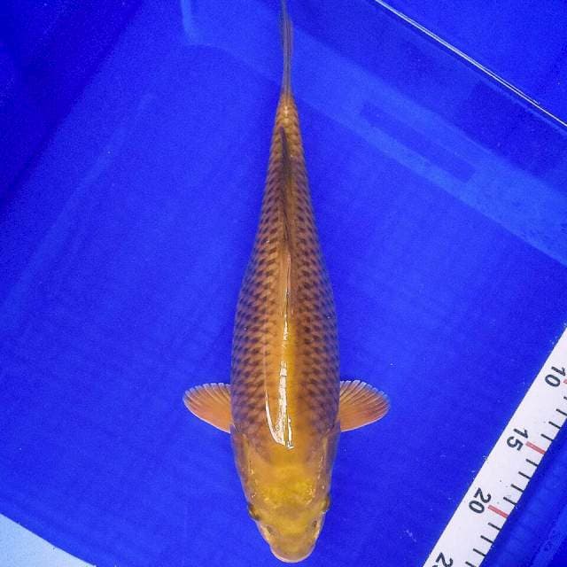 Chagoi tembaga jinak 35cm
