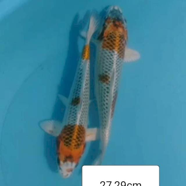 2ekr KUJAKU 27,29CM