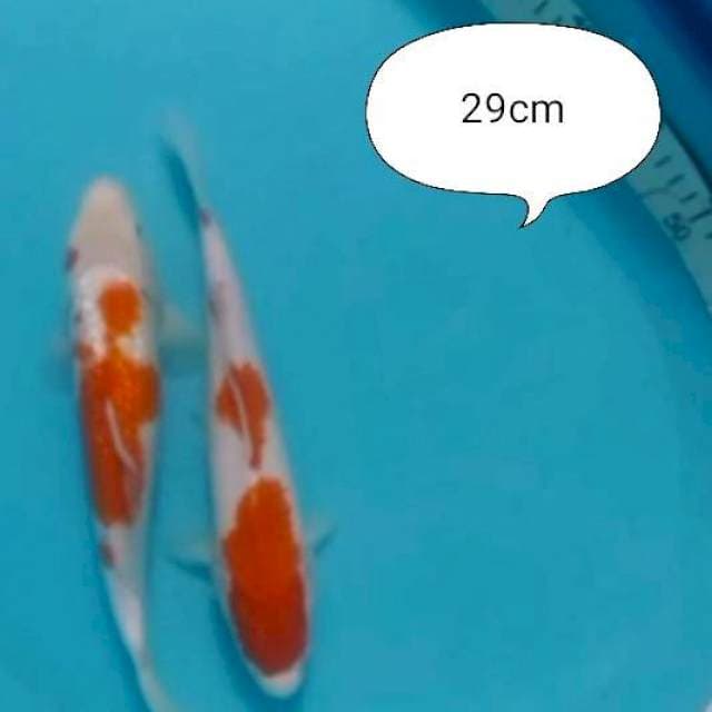 2ekr kohaku 29cm
