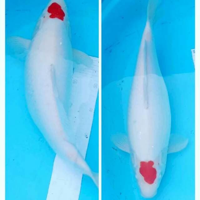 Ori 42cm