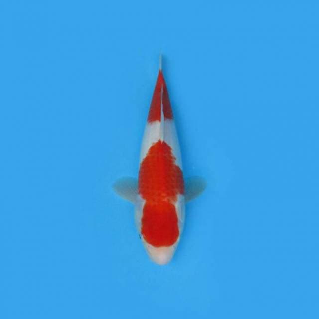 BKS ( KOHAKU 34 CM )