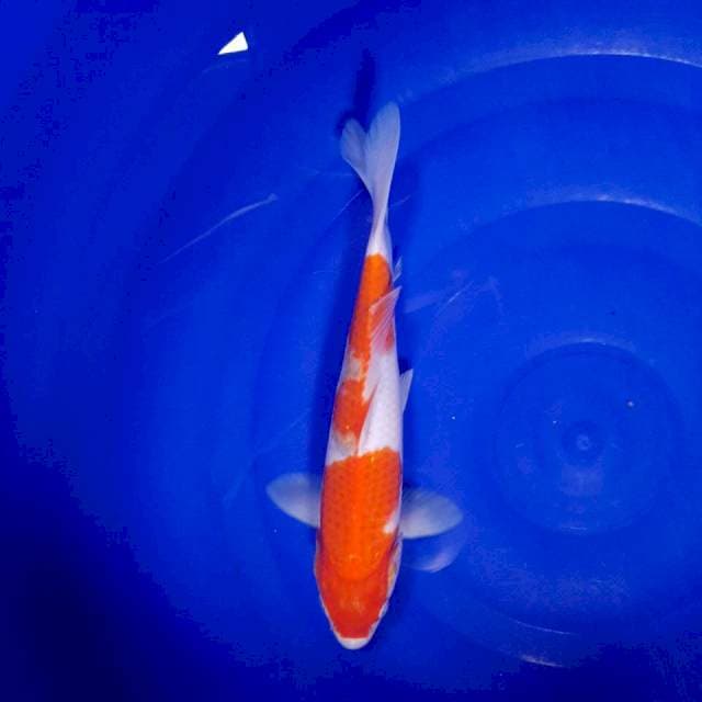 Kohaku 27cm