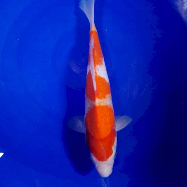 Kohaku 28cm