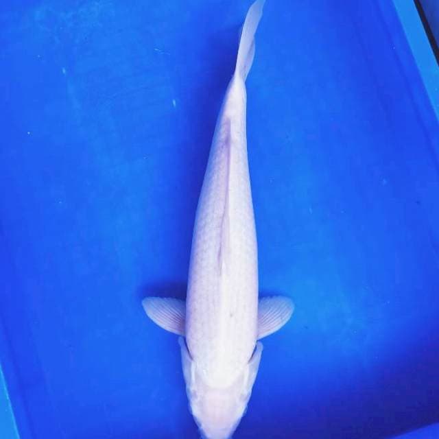 Shiromuji 40cm