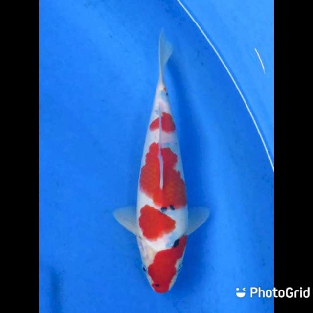 Red Sanke Tategoi - 23cm Male