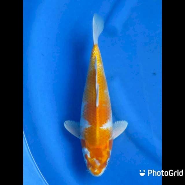 Hariwake - 34cm Male