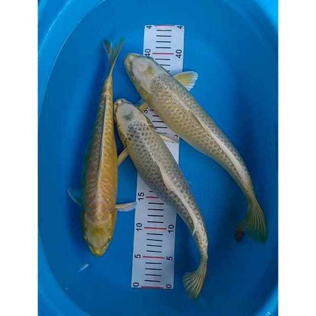 polosan 37-39 cm