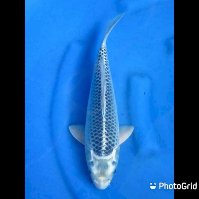 Kawarimono Uniq - 33cm Male