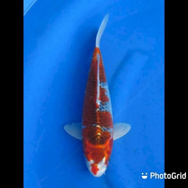 Red Goshiki - 32cm Male