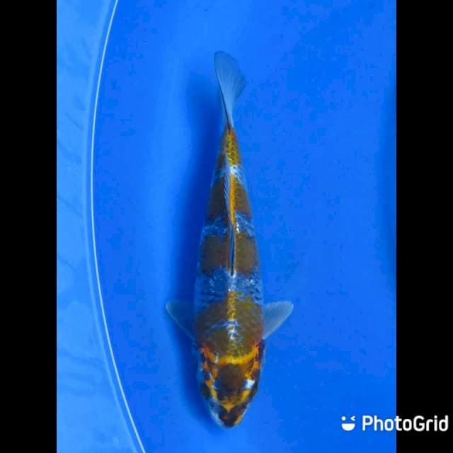 Kogane Ochiba - 25cm Male
