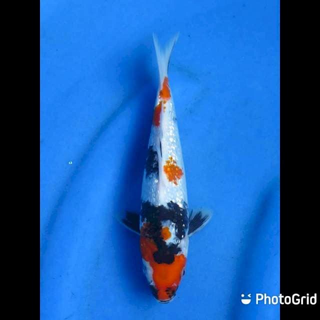 Kindai Showa Ginrin - 20cm Male