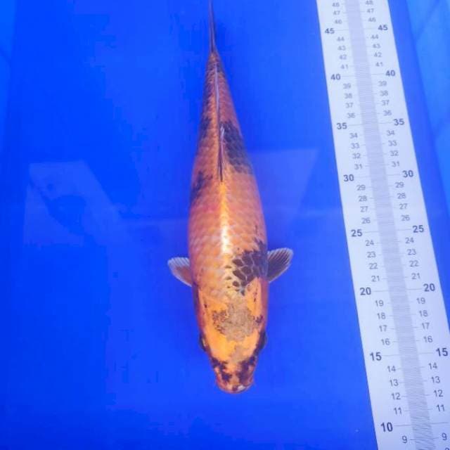 Kin Ki utsuri bulky & munuk 36cm