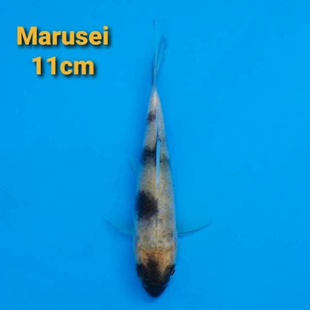 Marusei Ki-Utsuri 11cm Certi