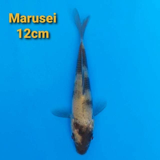 Marusei Ki-Utsuri 12cm Certi