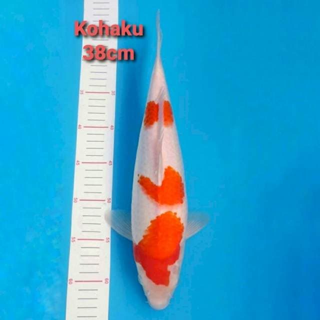F1 Kohaku Sandan 38cm
