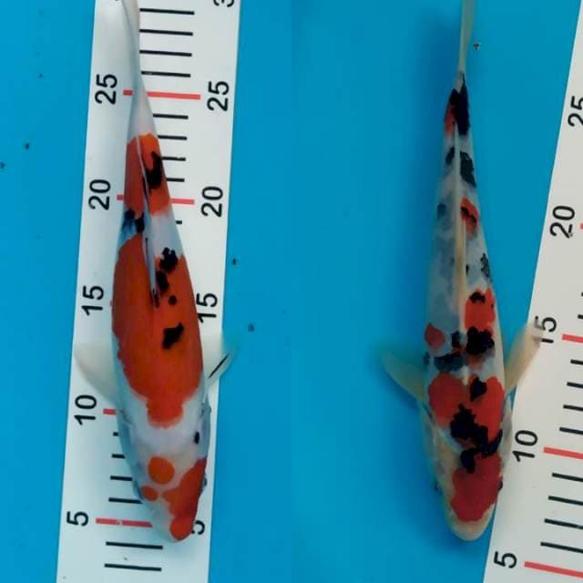 sanke all 25 cm