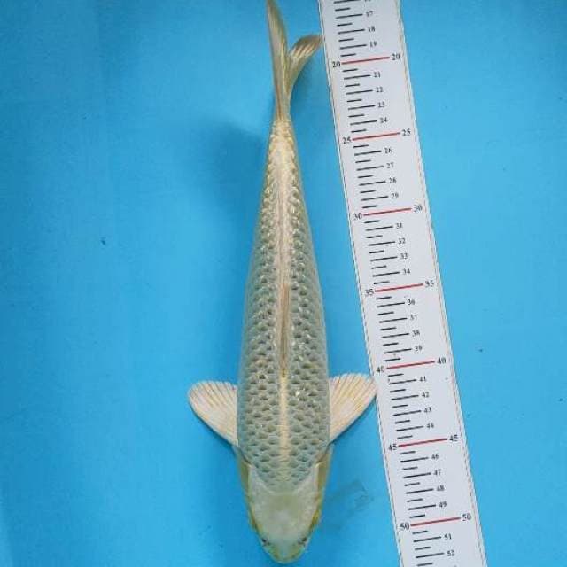 Yambuki ogon gindrind