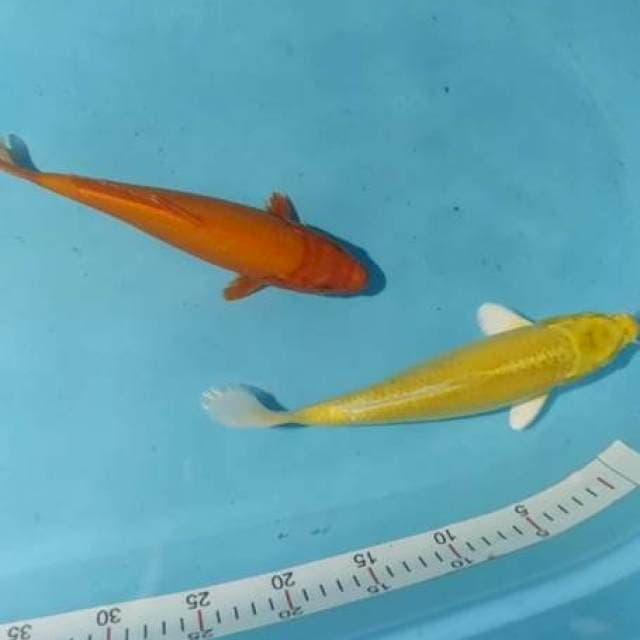 Ogon 27,28cm