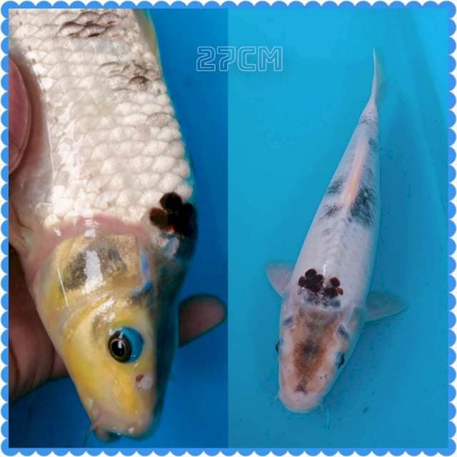Goromo punuk tategoi 27cm
