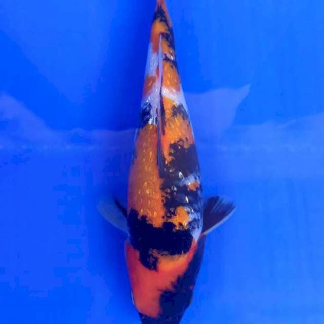 Showa ginrin 25cm