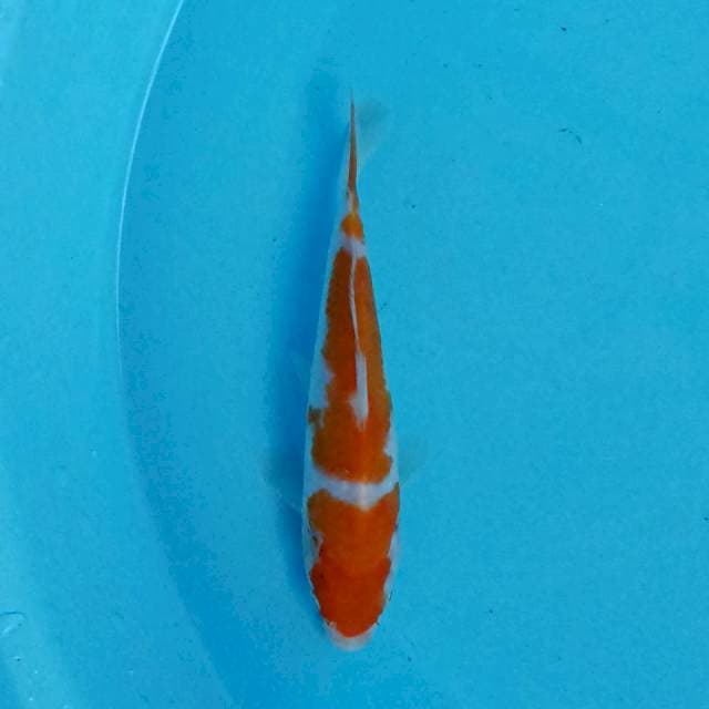 Kohaku 17 cm