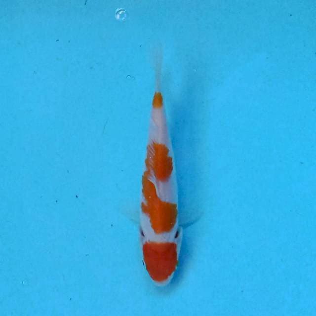 kohaku 15 cm