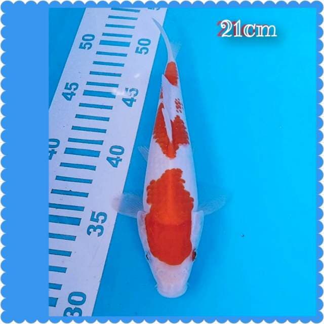 Kohaku ,21cm