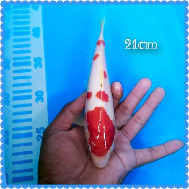 Kohaku 20cm