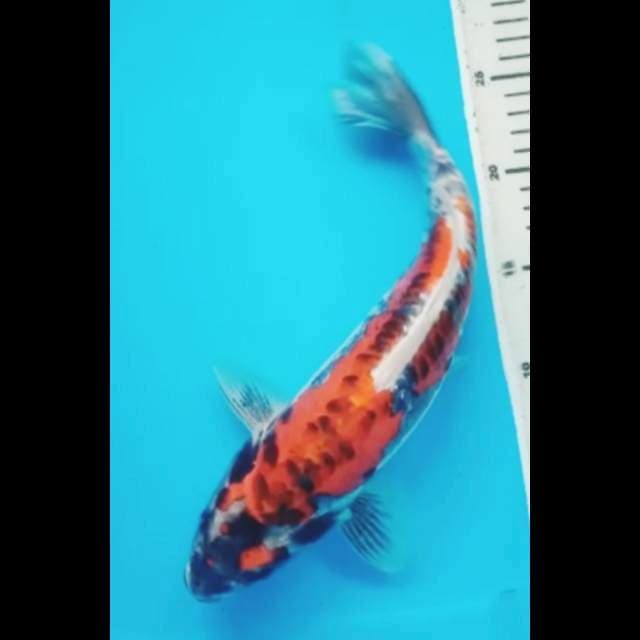 BENI KIKOKURYU 30 Cm