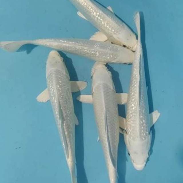 5e platinum ginrin 20_23cm