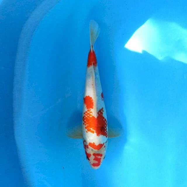 Kanoko Sanke 35 cm Female