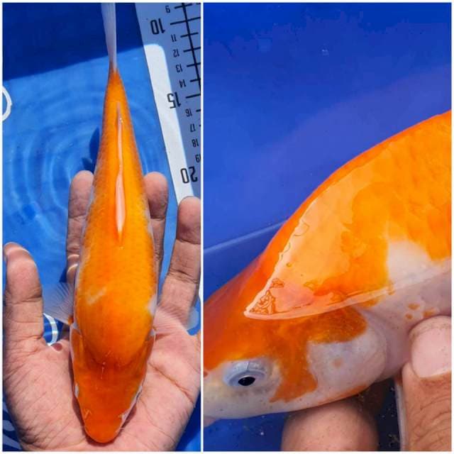 Munuk Kohaku