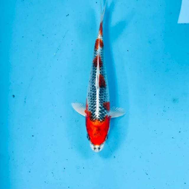 Kujaku, 19 cm