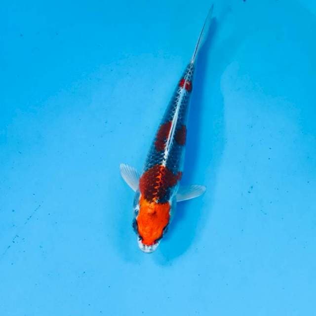Kujaku, 17 cm