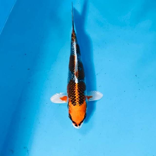 Kujaku, 19 cm