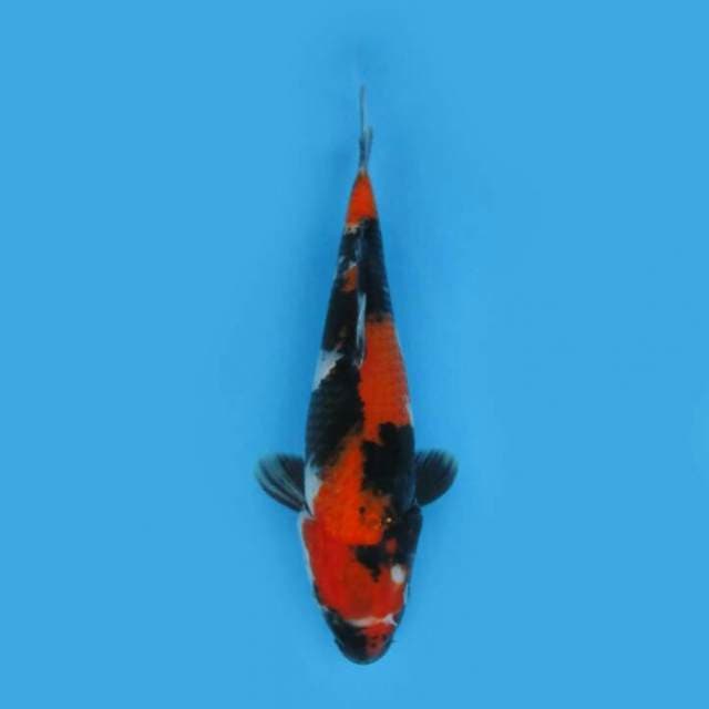 BKS ( SHOWA 30 CM )