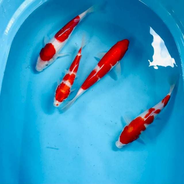 Mix kohaku, 20-25 cm