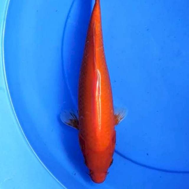 Benigoi 33 cm