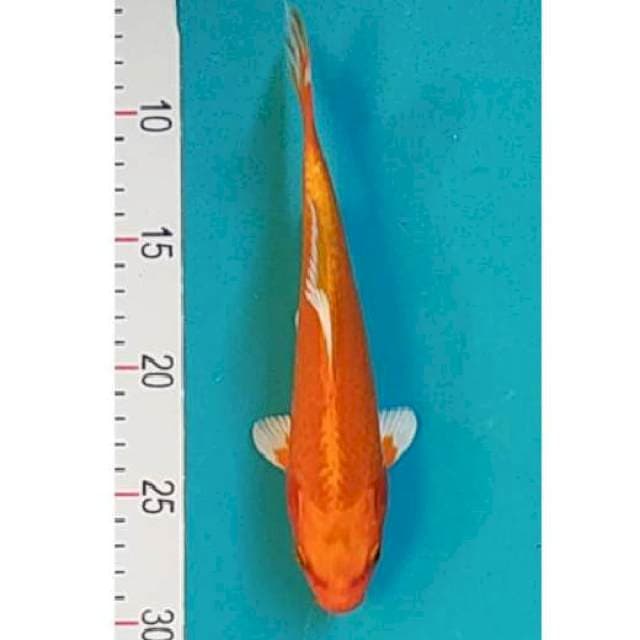 Aka Hajiro 22cm
