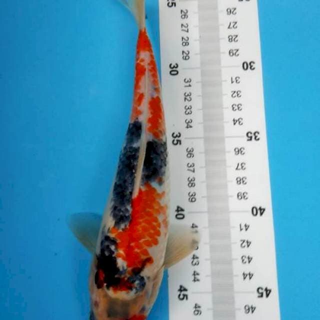 showa kanoko 25cm