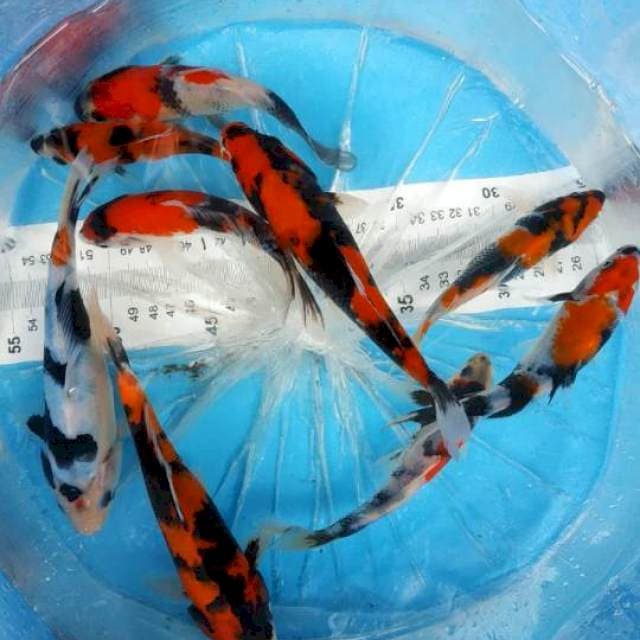 hi showa 13-19cm 9 ekor