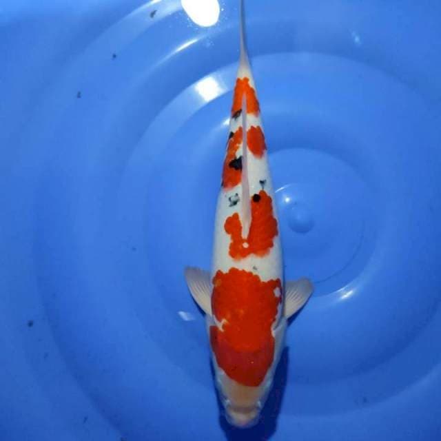 Sanke 31 male