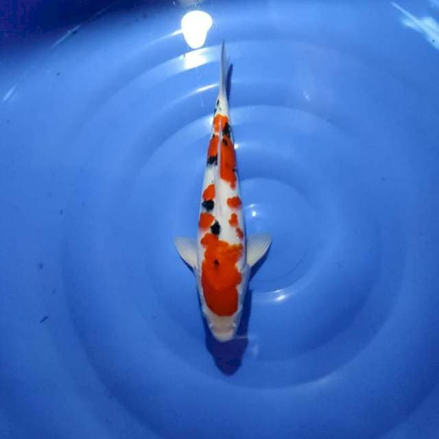 Sanke male 29 cm