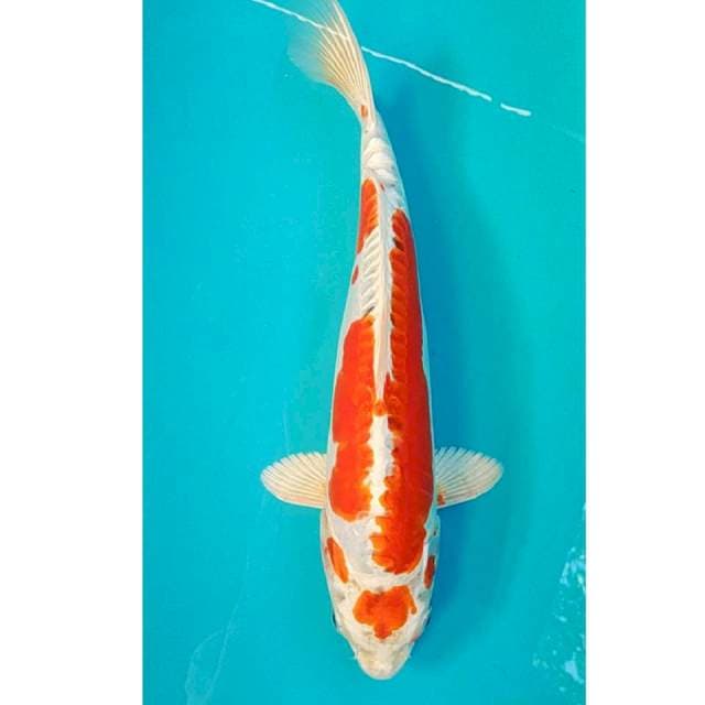 Kikushui Maruten 35cm