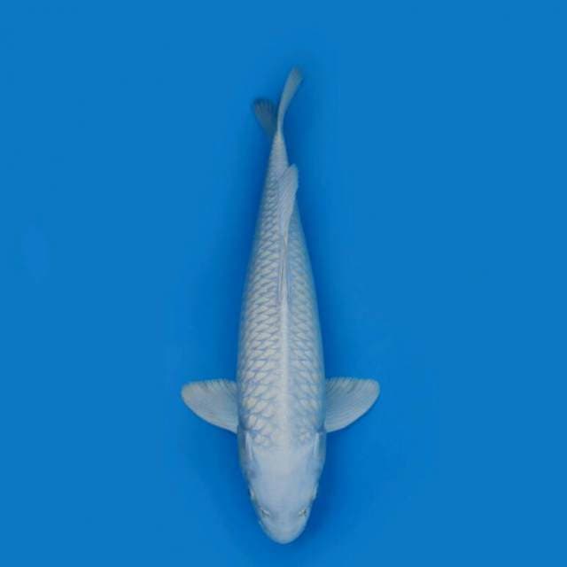 BKS ( PLATINUM 39 CM )