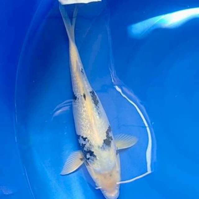 Shiro 41 cm. Female