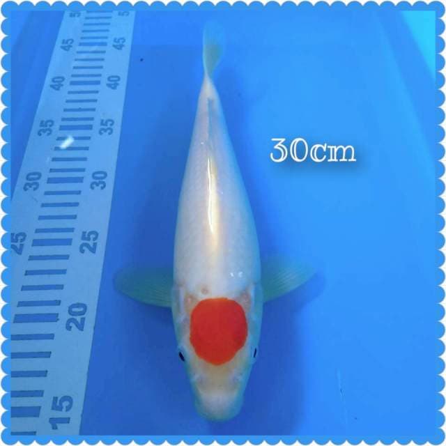 Tc kohaku 30cm